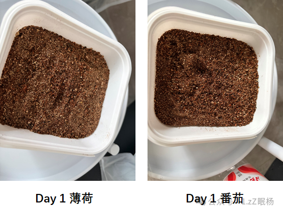种子